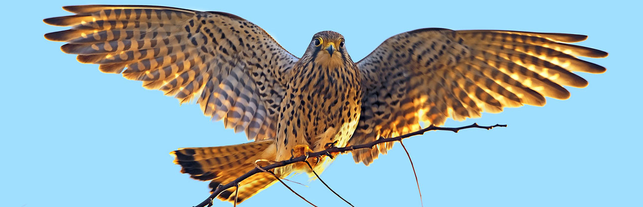 Gheppio 1290x415